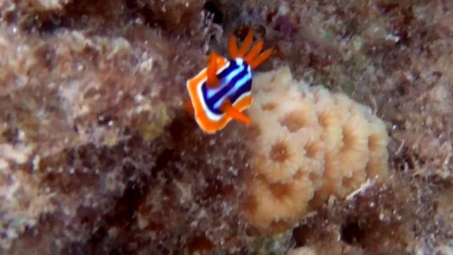 Таинственные жители глубин смотреть онлайн