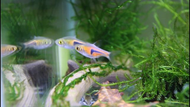 Rasbora Espei (Trigonostigma Espei)