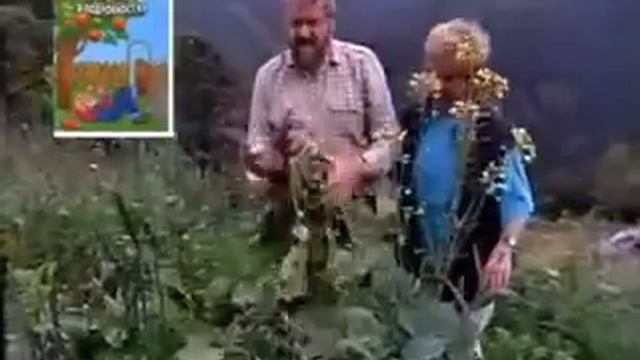 Вегетарианство это здоровье смотреть онлайн