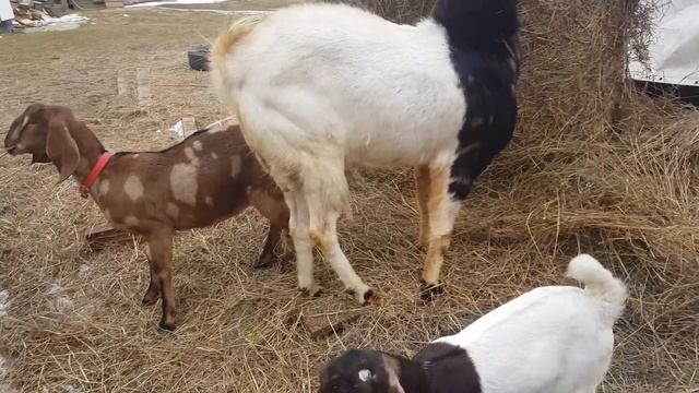 ДЕРЕВЕНСКИЕ ЖИВОТНЫЕ КОЗЫ КАМОРИ ОСЛИКИ КОРОВКА PATERI GOATS смотреть онлайн