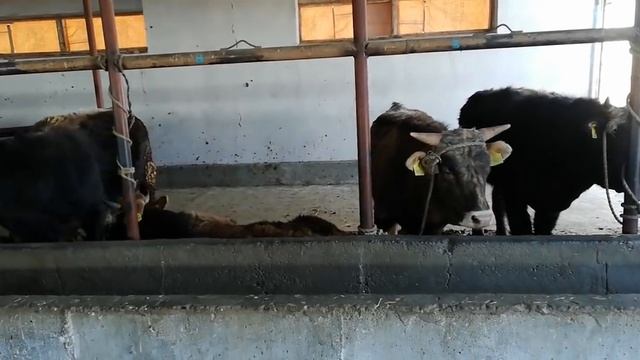 Бука? багуу. ЫССЫК-КОЛ ?️БАЛЫКЧЫ смотреть онлайн