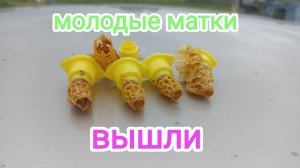 Проверка выхода маток. Пчеловодство!