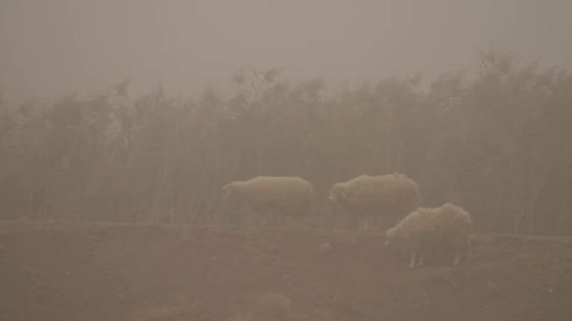 стадо баранов в тумане смотреть онлайн