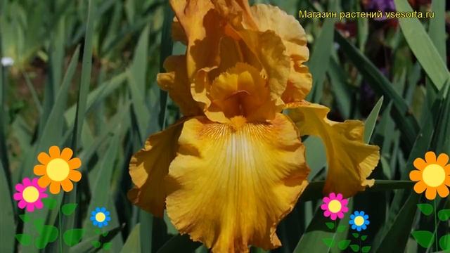 Ирис германский Растик Седар. Краткий обзор, описание характеристик iris germanica Rustic Cedar смотреть онлайн