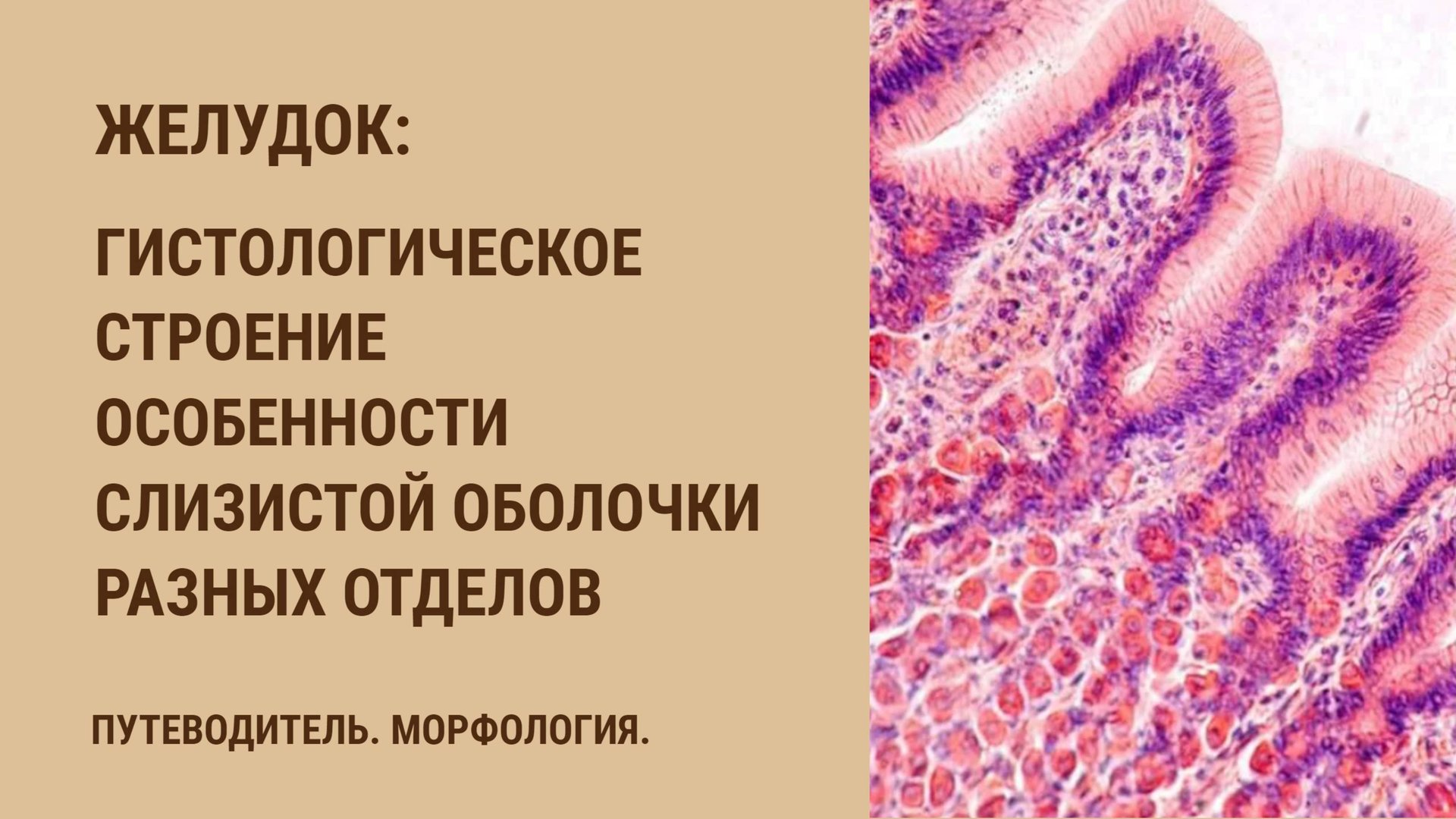 Желудок. Гистологическое строение. Особенности слизистой оболочки разных отделов желудка смотреть онлайн