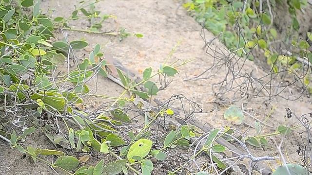 Rock Python In Bundala national park | Sri Lanka | Reptile | Worlds biggest snakes смотреть онлайн