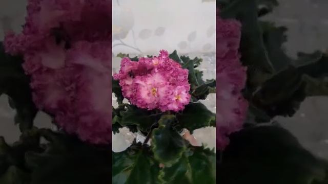 ЯН-Менуэт спорт смотреть онлайн