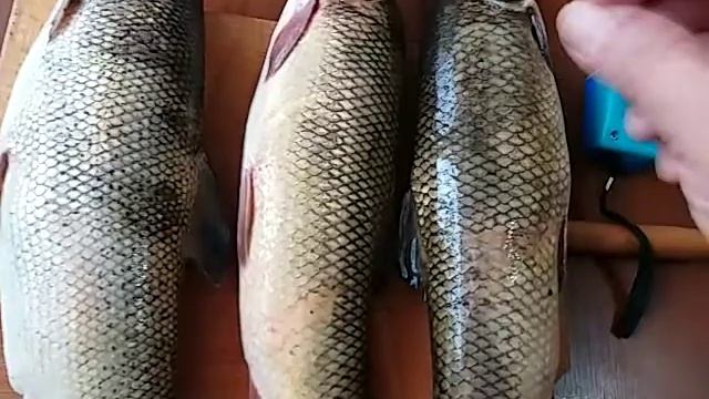 КУПИЛ САЗАНОВ СВЕЖЕНЬКИХ !БУДУ ДЕЛАТЬ КОНСЕРВЫ!С РЫБНЫМ ДНЕМ ВАС ДОРОГИЕ ДРУЗЬЯ !