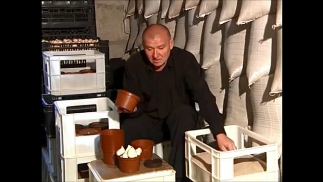 Выгонка тюльпанов к 8 марта (новому году) в домашних условиях смотреть онлайн