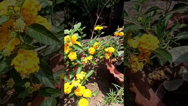 Lantana flower (ল্যান্টানা ফুল) смотреть онлайн