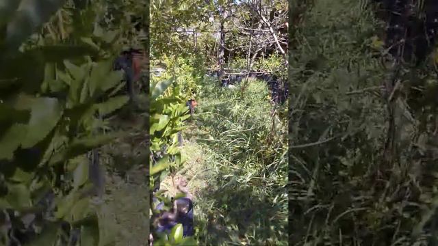 цитрусы смотреть онлайн