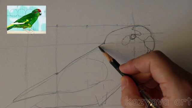 Как нарисовать попугая КАКАРИК карандашом. Поэтапное рисование смотреть онлайн