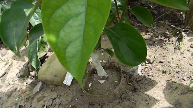 Хурма для Виктории. смотреть онлайн