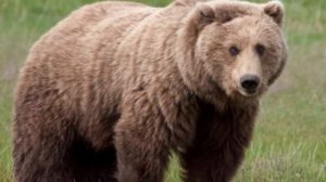 Туш табири - Тушда айик куриш