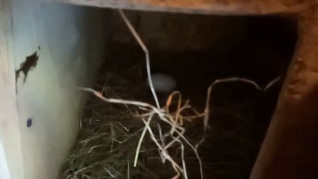 Как отучить кур нестись в одно гнездо смотреть онлайн