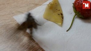 Родилась бабочка табачного бражника. Кормление.