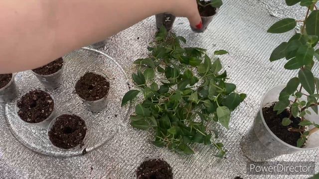Черенкую фуксию смотреть онлайн