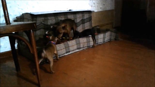 Щенки Цвергпинчера. смотреть онлайн