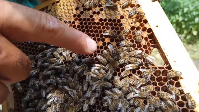 Как я сделал 7 отводков из одной семьи пчел без покупных маток