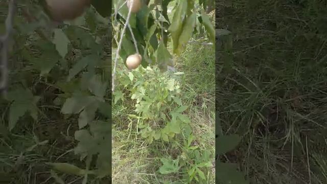 Longan Picking - Dragon eye - Dimocarpus longan - Organic Farm - Brigadier Ka Bagh смотреть онлайн