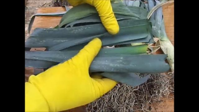 Лук порей"БАНДИТ". Уборка и хранение. смотреть онлайн