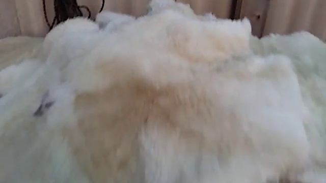 Выделанные овечья шкуры смотреть онлайн