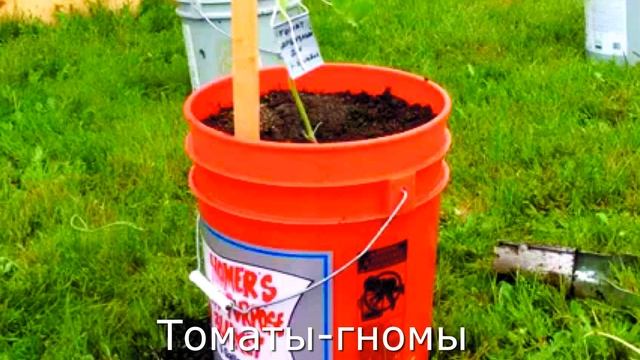 Томаты гномы. Посадка и уход. смотреть онлайн