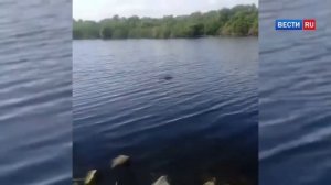В Воронеже рыбаки обнаружили крупного крокодила в реке Воронеж
