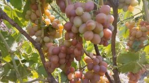 Виноград Дашуня. Урожай 2017.