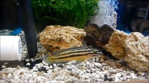 Юлидохромис Регана из оз. Танганьика, Julidochromis regani, аквариумная рыбка