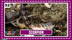 100 Animals of the World - Learning the Different Names and Sounds of the Animal Kingdom