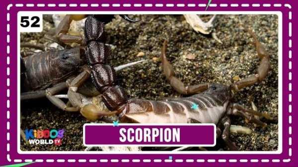 100 Animals of the World - Learning the Different Names and Sounds of the Animal Kingdom