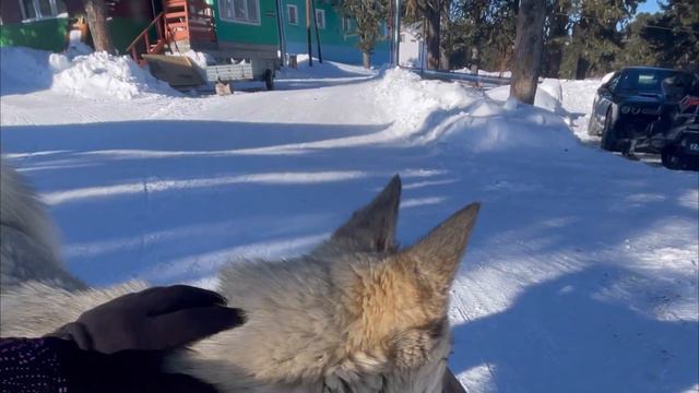 Алтай. Семинский перевал. Тренировочный сбор (или чайный 🤔) смотреть онлайн