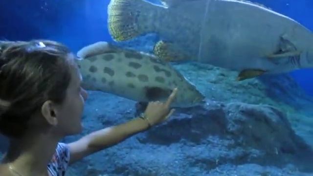 В аквариуме Паттайи / In the aquarium of Pattaya смотреть онлайн