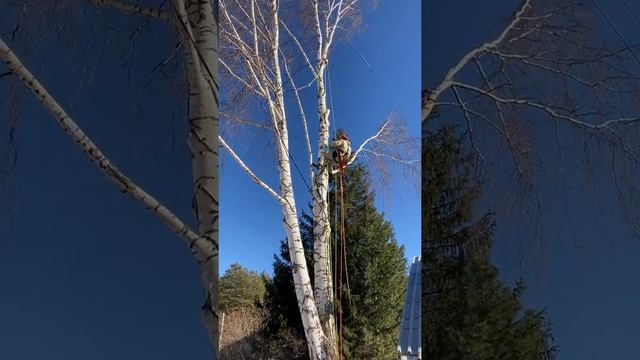 Спил большой раздвоенной березы на садовом участке. Часть 2. Медный, Екатеринбург. смотреть онлайн