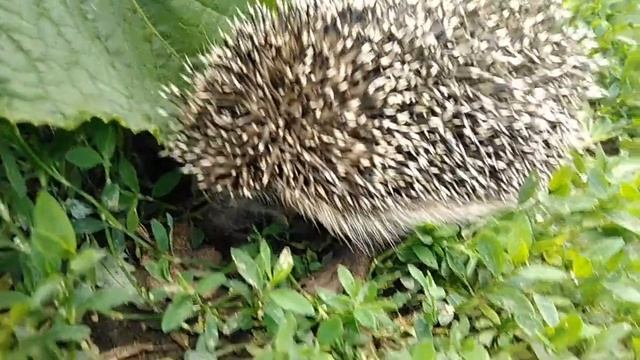 Ёжик смелый не боится огромного кота прогуливаясь по его территории #ёж #животные #ru_kompass смотреть онлайн