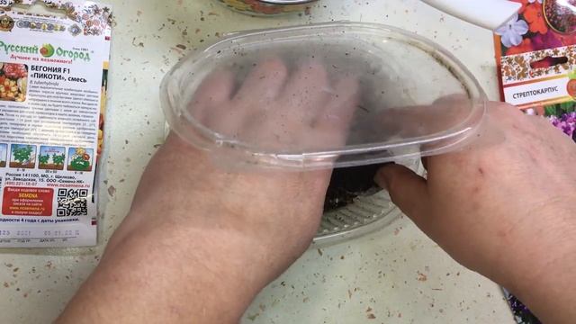 СЕЮ ЭКЗАКУМ, СТРЕПТОКАРПУС, БАЛЬЗАМИН И БЕГОНИЮ 13.01.2023 г. смотреть онлайн