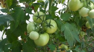 Томаты, не подверженные бурой пятнистости( кладоспориозу).Гибрид Евпатор.