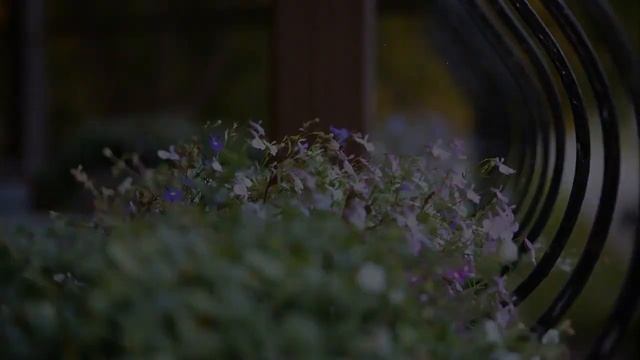Лобелия Хрустальный Дворец Растений смотреть онлайн