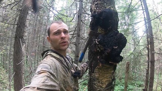 За чагой, крупная чага