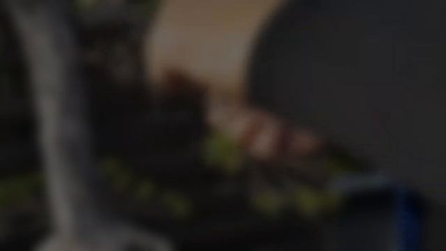 bonsai-drutowanie półkaskady Pinus parviflora смотреть онлайн