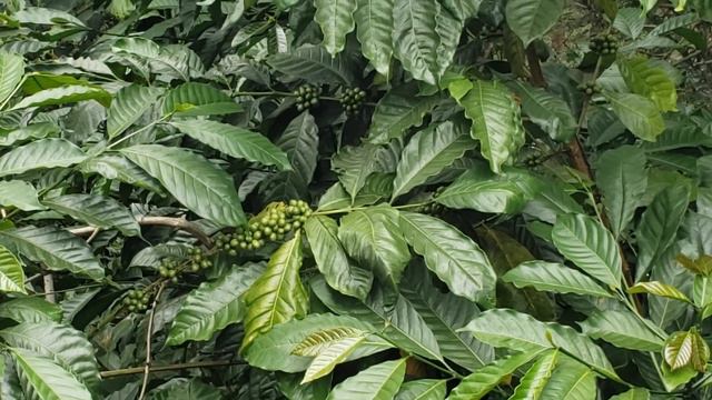 ♥️Robusta and Arabica coffee. смотреть онлайн