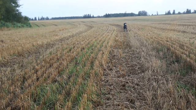 Щенок амстаффа или собака "убийца". Готовимся к неприятностям. смотреть онлайн