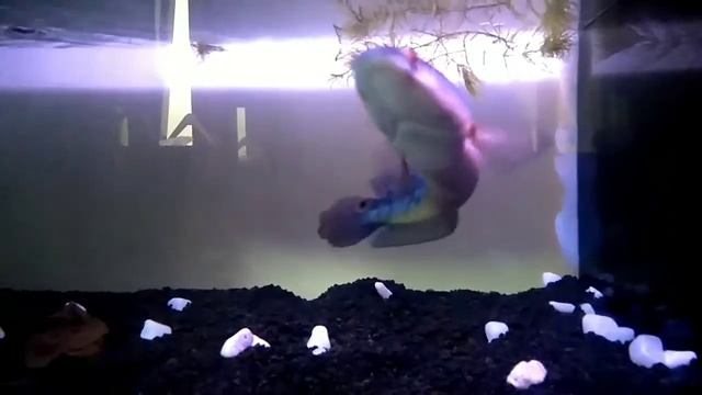 Review chana asiatica rsws dan chana maruliodes смотреть онлайн