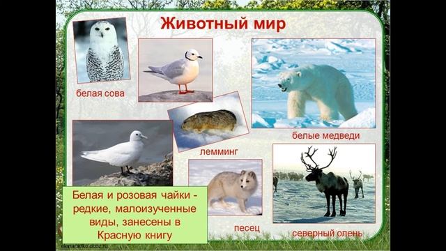 Виртуальная экскурсия «Заповедные места России» смотреть онлайн