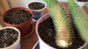 369. Кактус Маммилярия. Укоренение после экстренной обрезки.