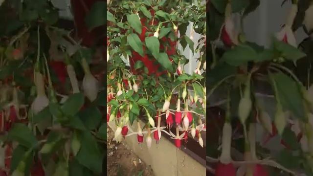 Фуксия-страдалица приходит в себя от жары. смотреть онлайн