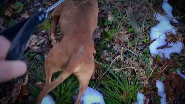 KANGAL VE PİTBULLA AV BÖLGESİNDE DOMUZ SALDIRDI! (YARALI) смотреть онлайн