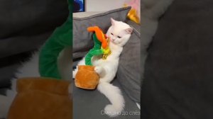 Смешные животные. Приколы с котами. Я банан. Смешно до слёз. Ржу не могу. Смешные коты.