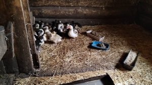 Вывод ИНДОУТЯТ / Индоутка и 40 утят / Месячные индоутята